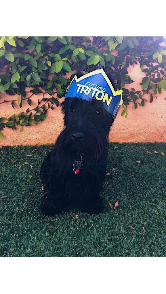 UCSDAdmissions's tweet photo. Even our furry friends are excited for our new class of Tritons! 🐶 #DogsofUCSD | 📸: @officialexia_ https://t.co/gJGIF1YmpZ