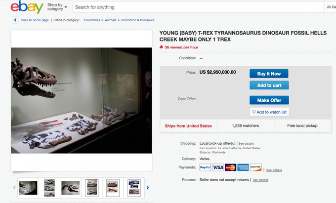 This hunter posts baby T-rex fossil on eBay for millions and sceintists are not very happy