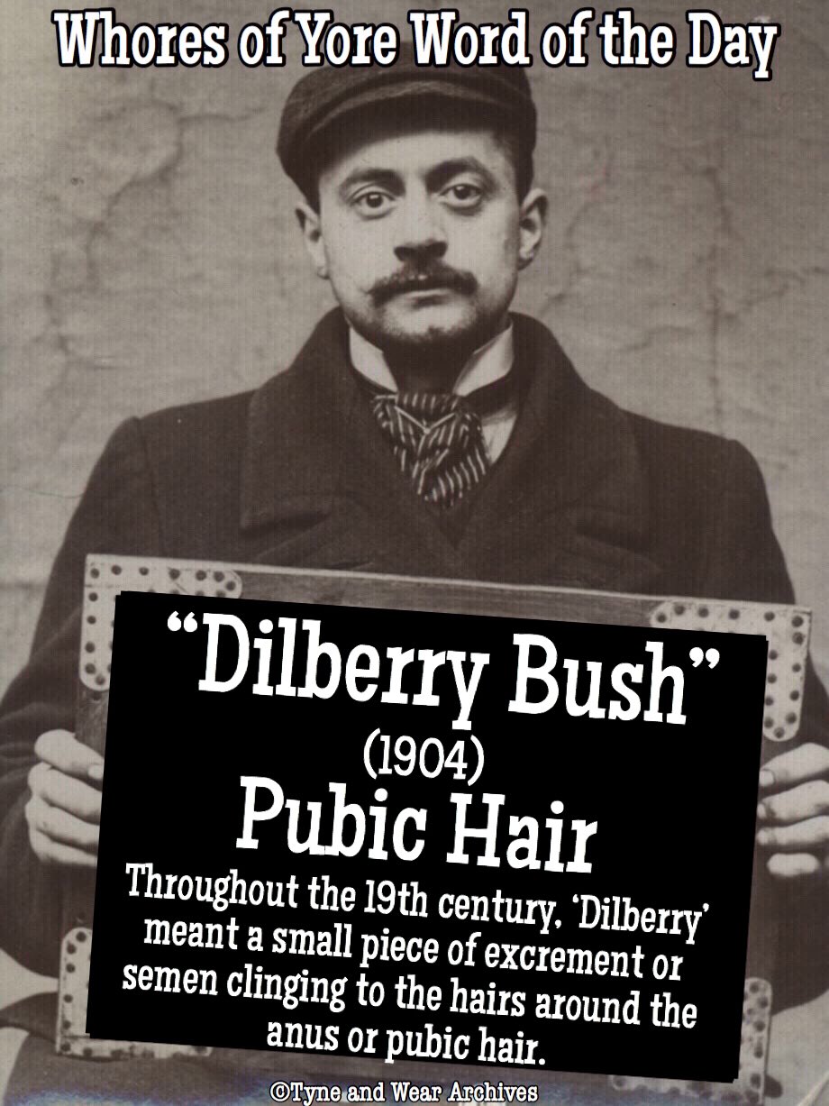 Whores Of Yore On Twitter Word S Of The Day Dilberry Bush