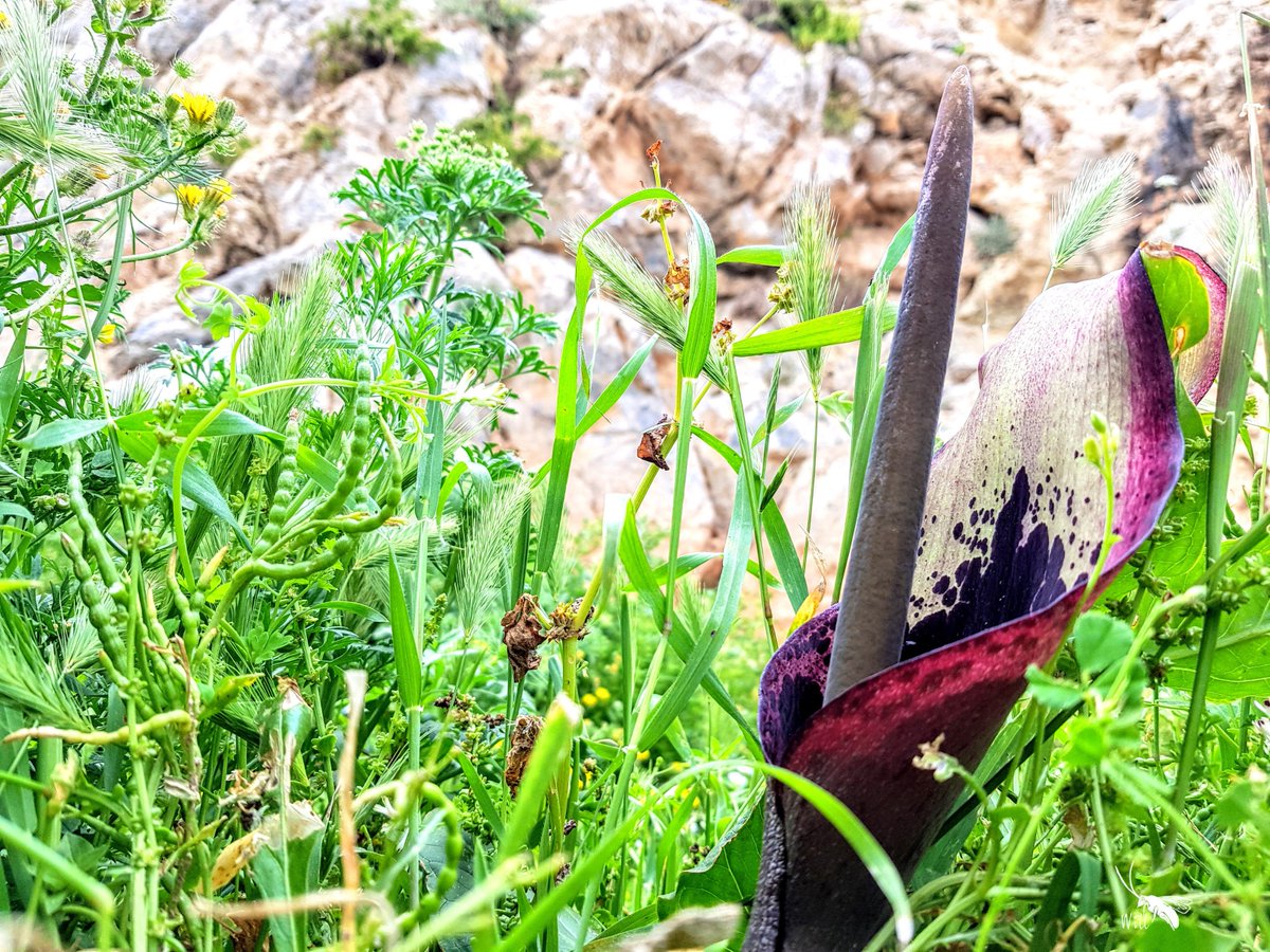 WillLeoHawkes's tweet photo. This plant is called Arum dioscoridis and there are about 5 individuals at the tip of Cyprus. As well as being quite beautiful; they emit a strong, fairly indescribable smell to attract their fly pollinators - flies that may have travelled 100s km on migration! #insectmigration https://t.co/OWgYBfoXaZ