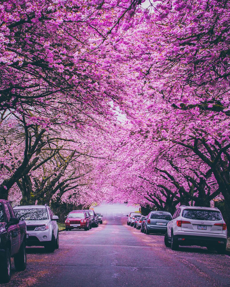 Canada (@explorecanada) on Twitter photo It’s one of the most beautiful times of the year with cherry blossoms coming into bloom in Vancouver and across Canada. Have you spotted them yet? #ExploreCanada
📷: staysinspired via Instagram
📍: <a href="/MyVancouver/">Destination Vancouver</a>, @hellobc It’s one of the most beautiful times of the year with cherry blossoms coming into bloom in Vancouver and across Canada. Have you spotted them yet? #ExploreCanada
📷: staysinspired via Instagram
📍: <a href="/MyVancouver/">Destination Vancouver</a>, @hellobc