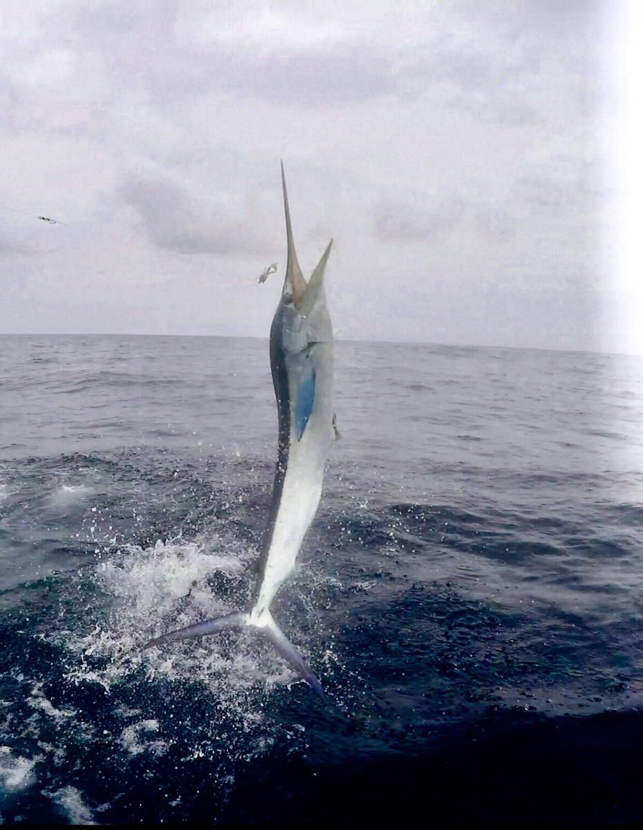 GolfForACure843's tweet photo. 1/2 day fishing, BIG action. #AirMarlin #CostaRica #SportFishing #Marlin #FishOn #PlayaJaco #SomeFishWeCatch #PuraVida #Fishing #TattooTimmysFishingTours #WeGrowEmBigHere #Tours #StopDreamingStartCatching ๐ค๐ผ๐จ๐ท https://t.co/LJIFpmaYV1