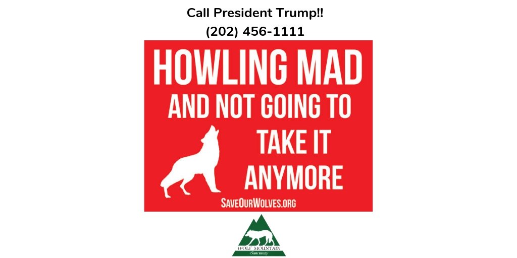 WolfMtnSanct's tweet photo. Call President Trump - 202-456-1111
Speaking points below 👇👇👇👇
🐺🐺
https://t.co/tAAQWsdGc4
#callpresidenttrump #presidenttrump #wolfmountainsanctuary #wolfmountain #wolfeducation #wolves #savethewolves #howlingmad #notgoingtotakeitanymore https://t.co/IWmFsYCzs4