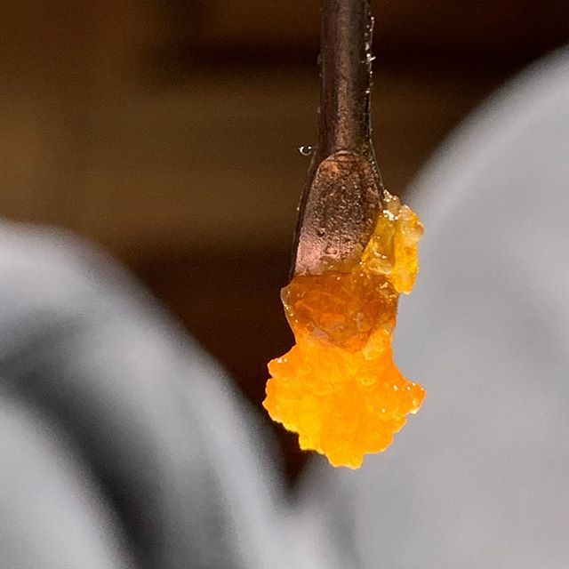 Versacestoner9's tweet photo. #gelato33 #gelato #terpsauce #diamonds #mmj at @sira_naturals by the great @siraextractions team. Full of #terps #shatter #wax #shatterday #weedstagram420 #dabbersdaily #instaphoto #medicine #strain #versacestoner #massmmj #massweed #weed #ganja #lit #hi… https://t.co/EYq4GFMXcz https://t.co/HapNOowwvT