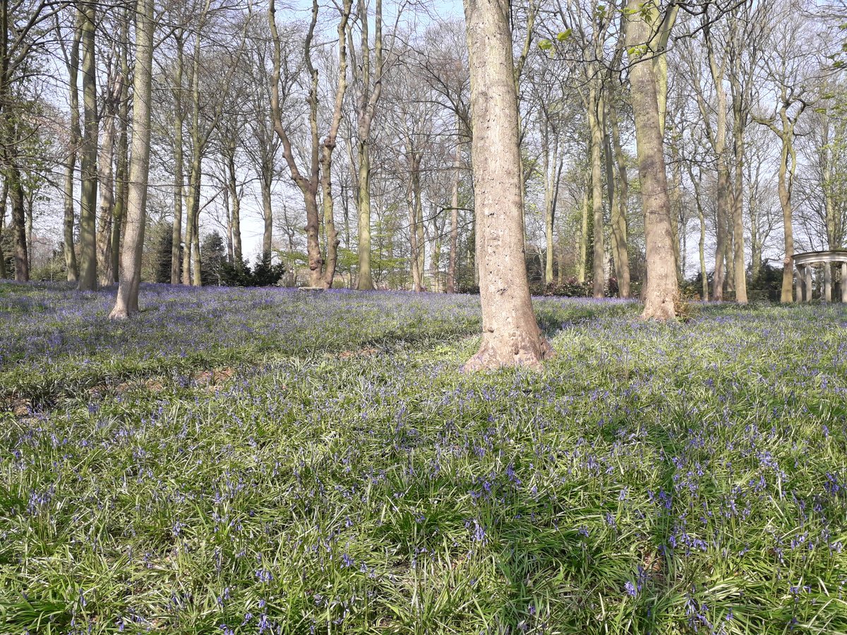 gardenoracle's tweet image. A drive out to Renishaw Hall in Derbyshire to look round the gardens. The bluebells are just coming out, what a lovely day.