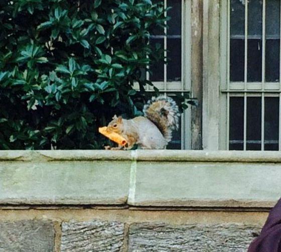 TempleUniv's tweet photo. Nothing's more Temple
than squirrels with taquitos.
T for Temple U!

#NationalHaikuDay 🐿️ https://t.co/V4hDpgfEjI