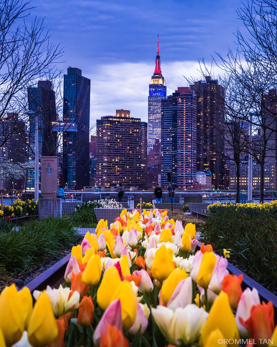 Flowers for #France #EmpireStateBuilding last night in solidarity to #NotreDame fire #newyorkcity #newyork #nycgo #Paris  #cathedrale #visitparis #parisjetaime @NYCDailyPics #prayfornotredame #tulips #seeyourcity @nycfeelings @ThePhotoHour #springtime #notredamedeparis #spring