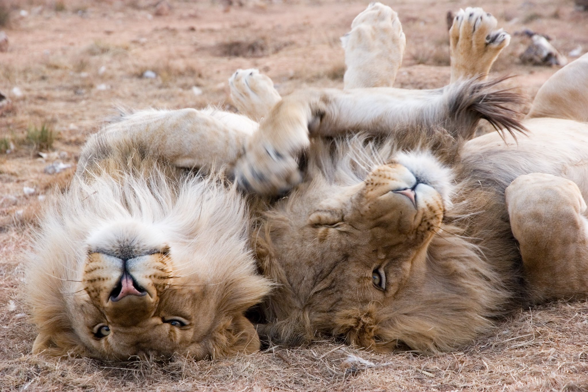Good Night Lion
