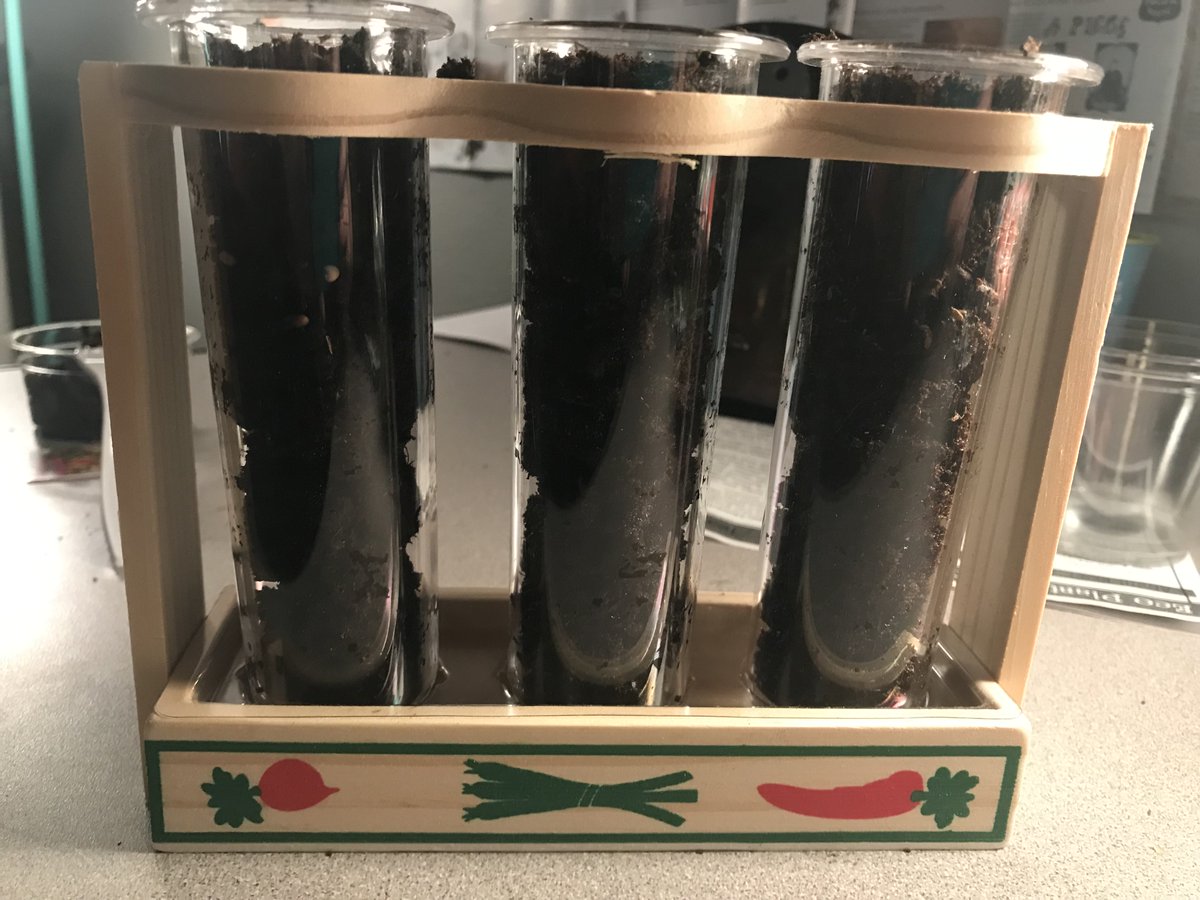 LJohnsonTeacher's tweet image. We have roots! #3tepride #kcedu #weR2ndgrade #greenthumb #plantparts #isdstrong @3TrailsTigers @ISDSchools @isdscience