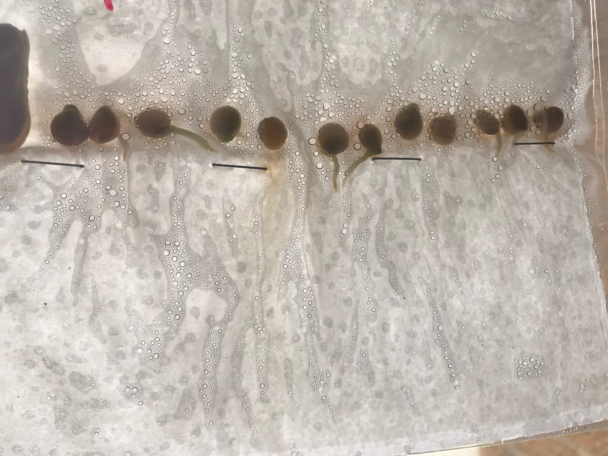 LJohnsonTeacher's tweet image. We have roots! #3tepride #kcedu #weR2ndgrade #greenthumb #plantparts #isdstrong @3TrailsTigers @ISDSchools @isdscience