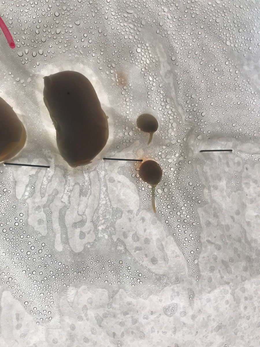 LJohnsonTeacher's tweet image. We have roots! #3tepride #kcedu #weR2ndgrade #greenthumb #plantparts #isdstrong @3TrailsTigers @ISDSchools @isdscience