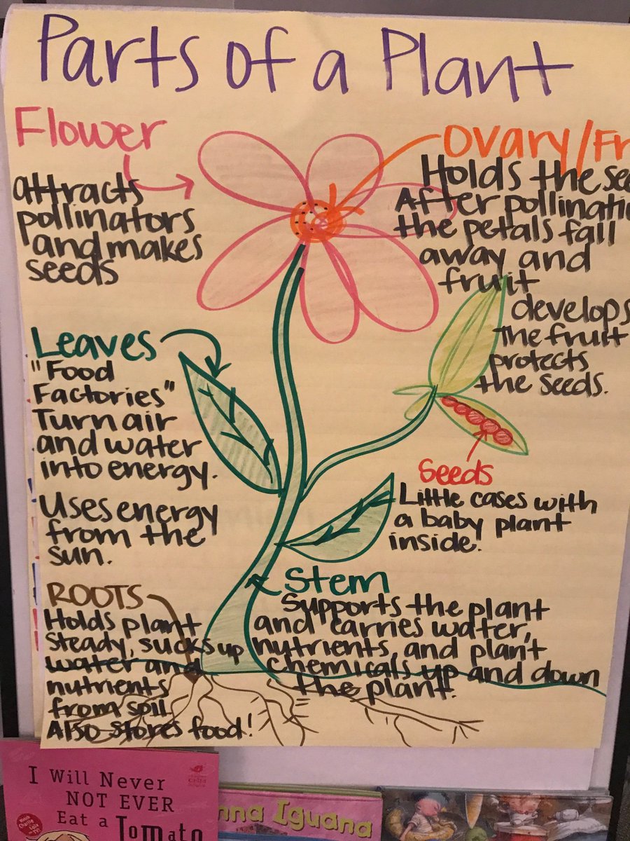 LJohnsonTeacher's tweet image. We have roots! #3tepride #kcedu #weR2ndgrade #greenthumb #plantparts #isdstrong @3TrailsTigers @ISDSchools @isdscience