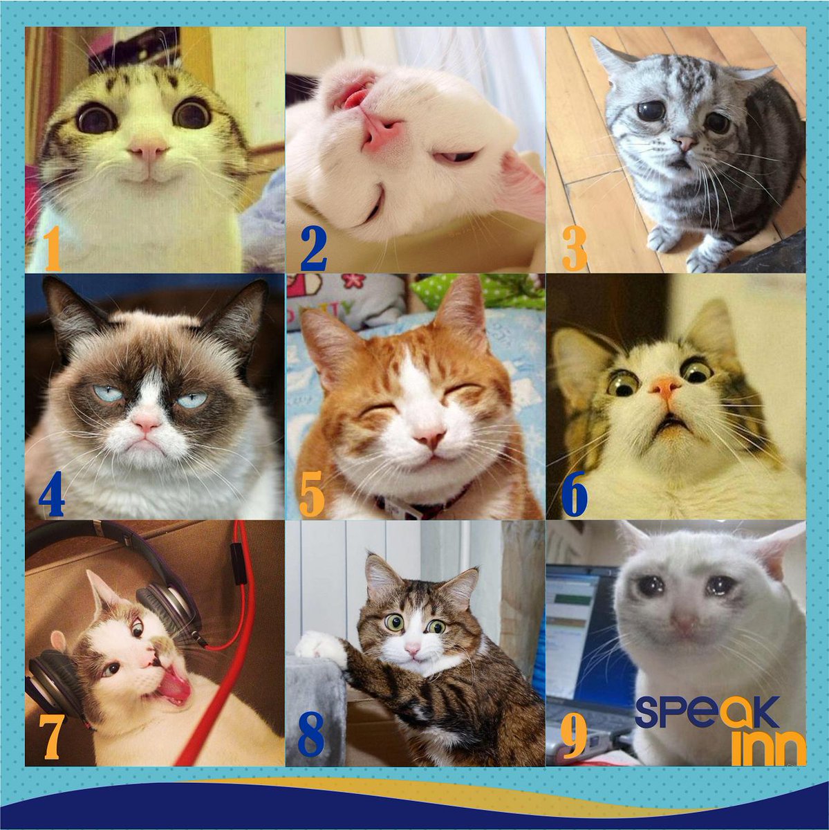 Speak Inn According To The Cats Scale How Are You Feeling Today Are You Already On Vacation