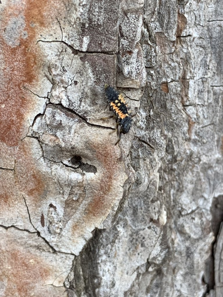 ThBryceisRight_'s tweet photo. Earth, Wind, and Fire @TexasOnRamps students calculating carbon storage in local trees! #iamwfisd @UrbanForestMap #bugfriend π https://t.co/Jsi9hBYofd