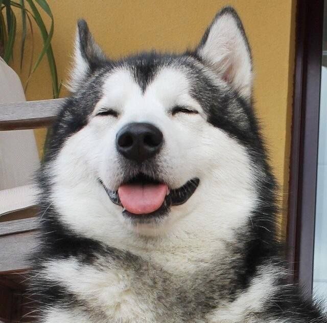Huskyyjay's tweet photo. I miss you 🐶💛 https://t.co/BP7udGH938