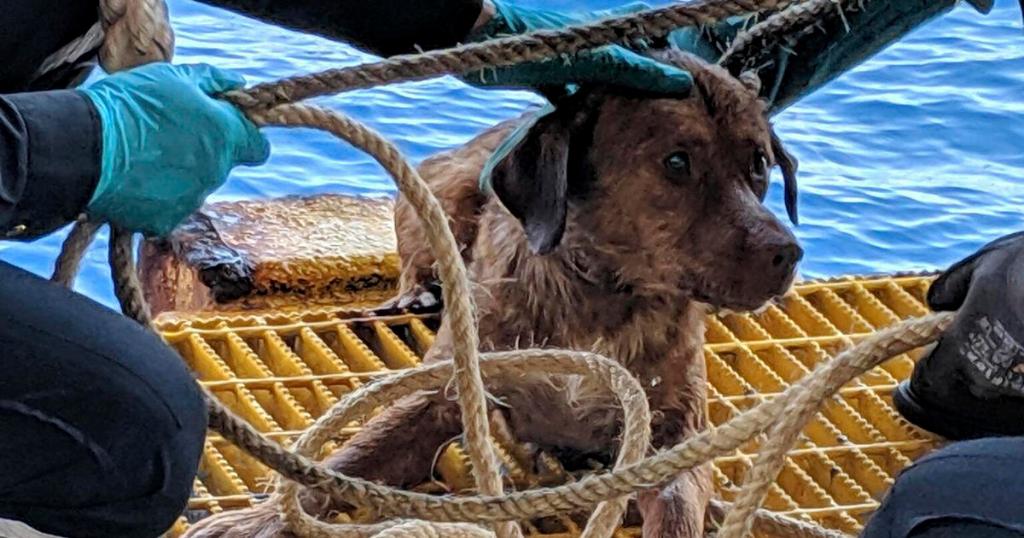 CBSNews's tweet image. Dog found swimming 135 miles offshore rescued by oil rig workers cbsn.ws/2Pg8d2v