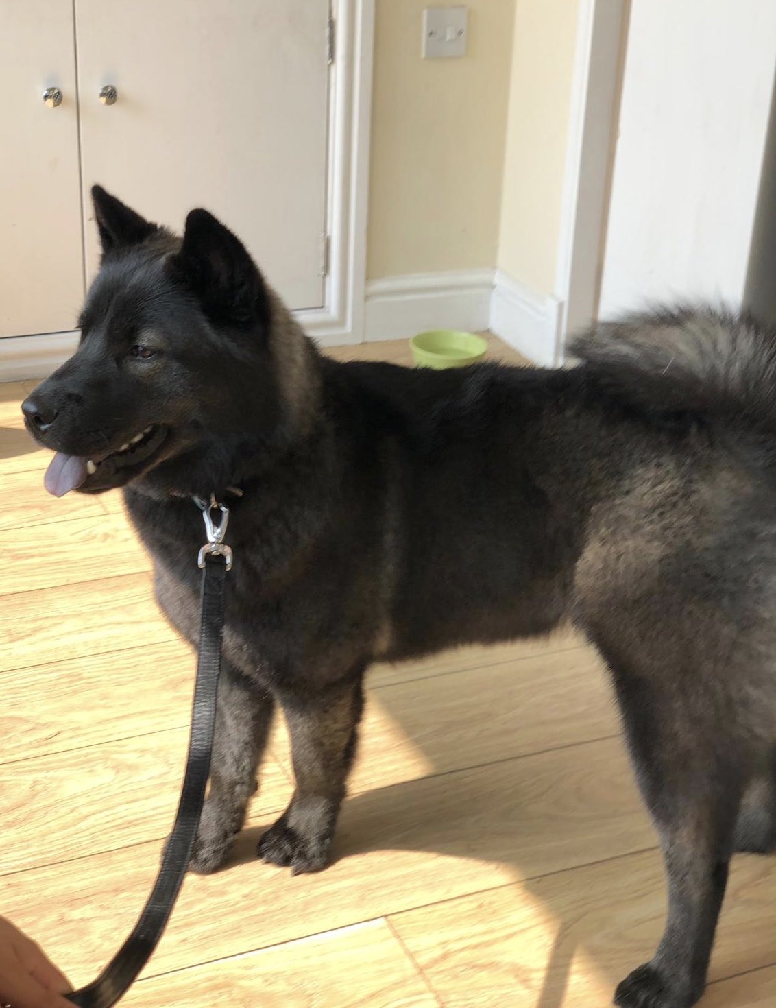 black chow husky mix