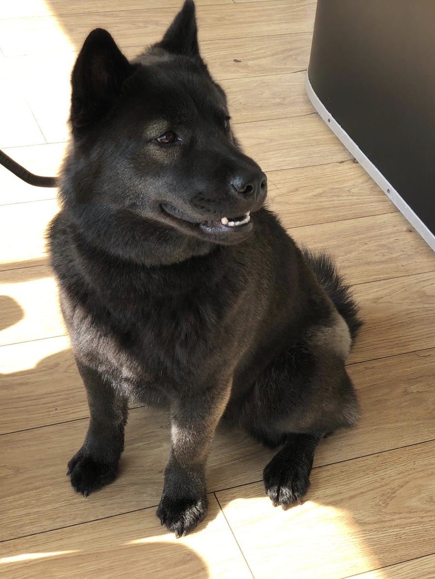 black chow husky mix