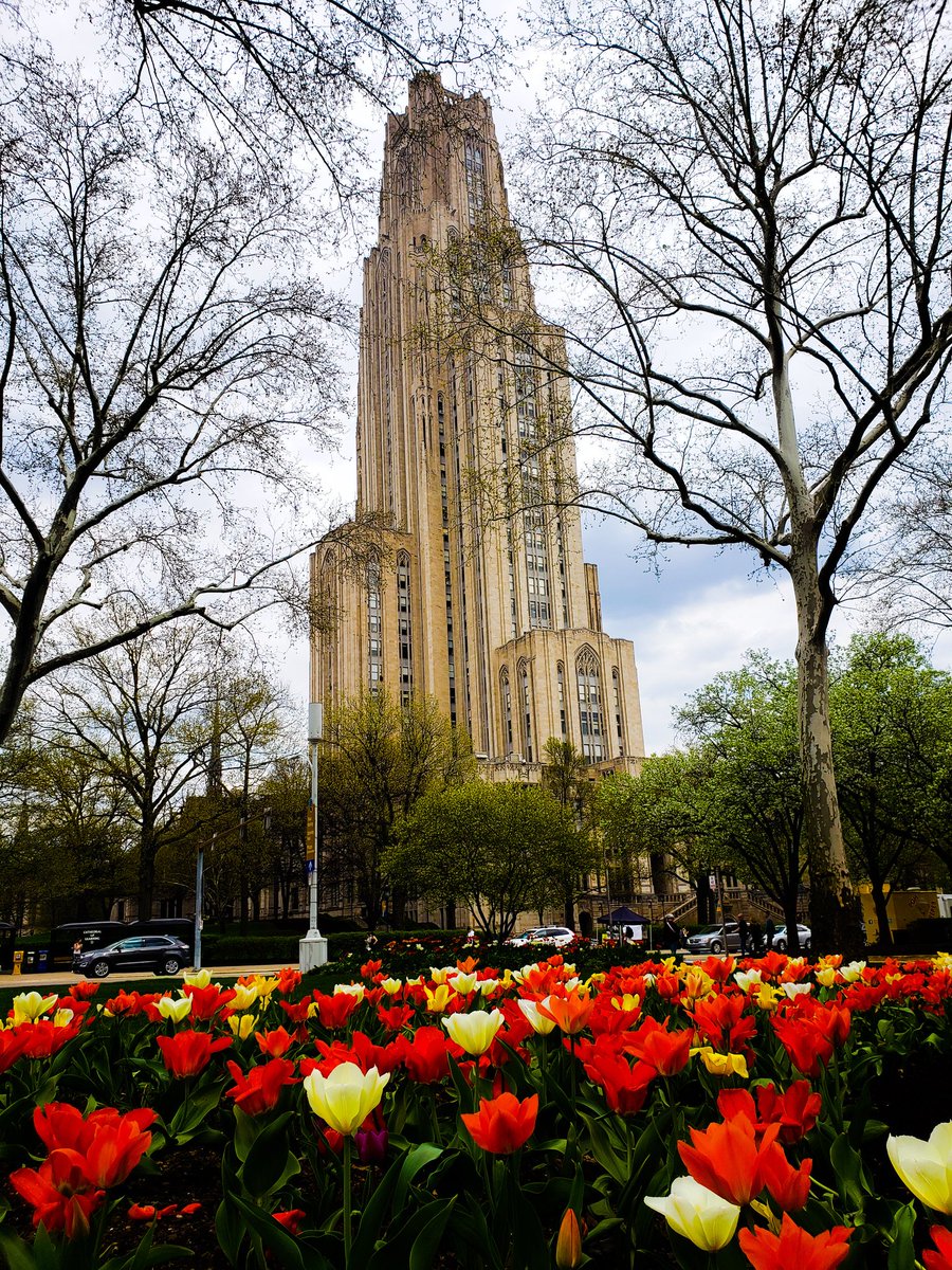 Oakland is in bloom! #H2P #PittNow #MyPittStory #Pitt2023