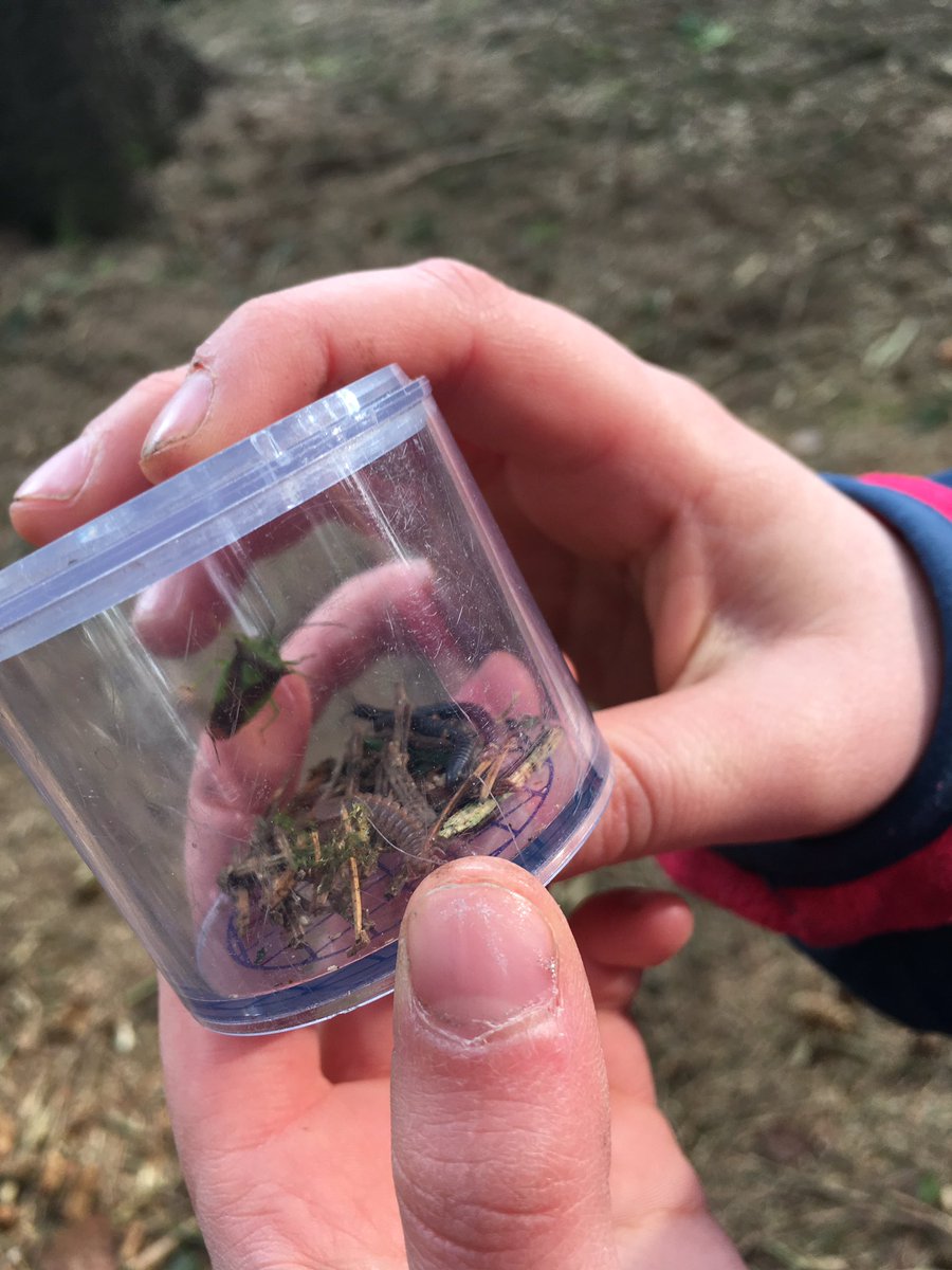 fell_beacon's tweet photo. Fab feedback from our adventurers this week. Lots of fun in the forest. #minibeasts #ponddipping #CampFire #marshmallows #orienteering #denbuilding #sculpturetrail #newsnake #Lancashire #bowland https://t.co/YxL4vO5D2X
