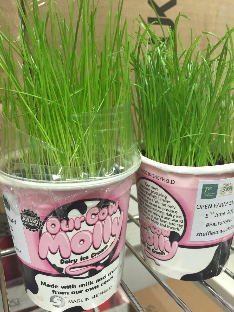 OurCowMolly's tweet photo. Our greatest & most successful #FarmEducationUK idea #PasturePot getting everyone to grow some grass & plant a new bit of pasture. https://t.co/pgI1WgJ6JD