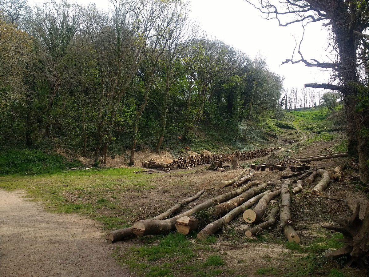 Jersey Trees for Life tweet media