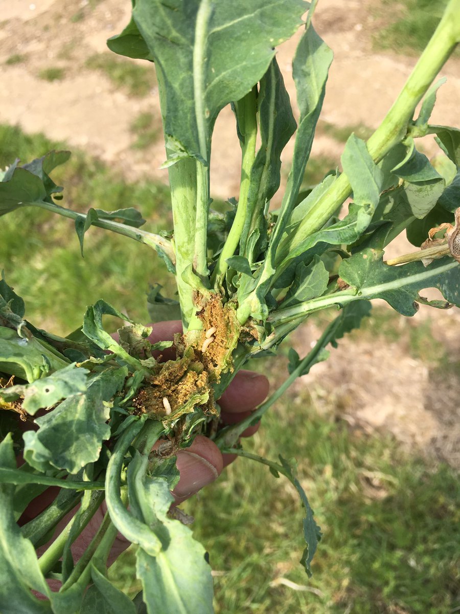 This biostimulant malarkey is starting to get interesting🤔 to right of spade, biostimulants in early March, seem resilient to liquid Fert scorch and offers enhanced pgr effects. In rape enhanced recovery growth from CSFB to the line from an autumn treatment👍