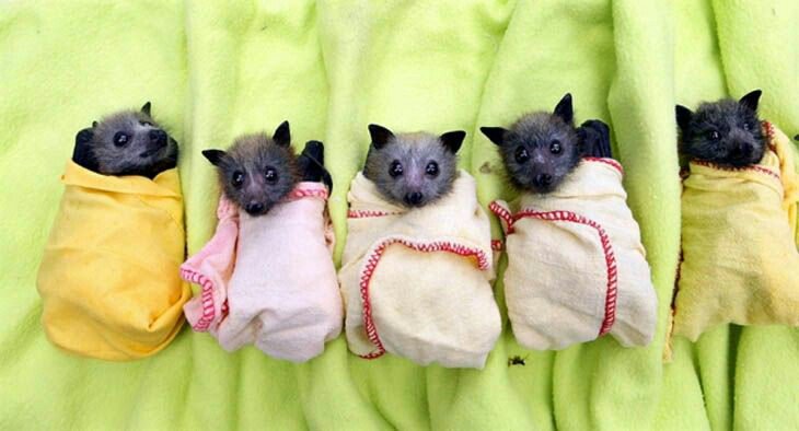 dahms_dalton's tweet photo. #BatAppreciationDay https://t.co/4sk9URspG2