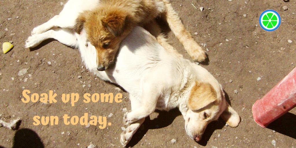 MingledVitality's tweet photo. Even if you have just five minutes, if it’s sunny where you are, go outside! Best free therapy in the world.
#WokeWednesday #WednesdayWisdom #sunnyday #sunshine #getsomesun #cutedogs #cutepups #cutepuppies https://t.co/5ru22zfi2K