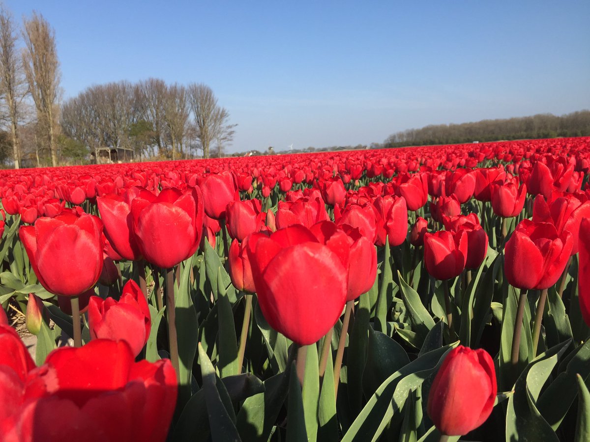 Het is weer mooi stil weer om te beregenen. Nu is de tulp “Rodeo Drive” aan de beurt.