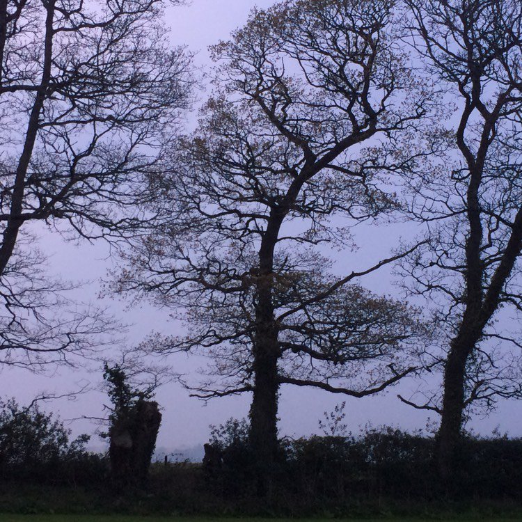 LEWISPLANTS's tweet photo. Devon dusk and still gardening! #ngs #ngsdevon #tobybuckland #tobybucklandfestival #lewiscottagep... via @gardentags https://t.co/CPrtNLA3dm