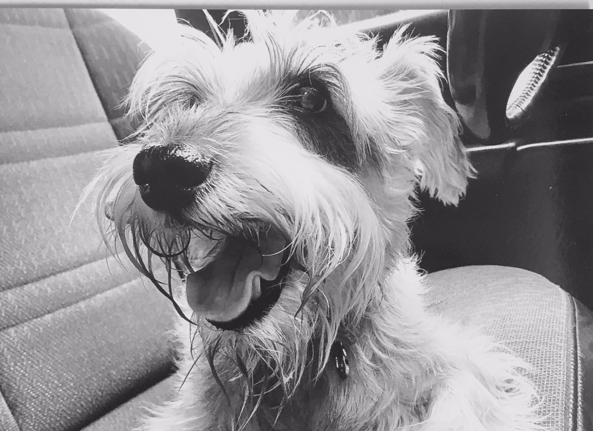 Olízar ™ tweet media