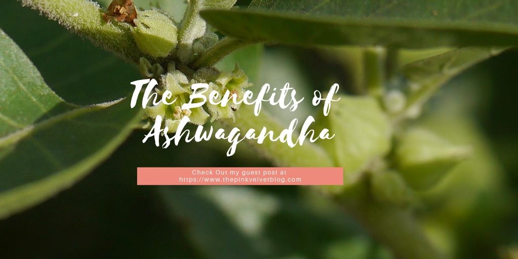 Is Ashwagandha the miracle herb? It's been shown to fight a lot of health benefits. A piece I wrote for @niharikaverma95 
buff.ly/2HKcedw

@thebloggerspost @bliss_bloggers @goldenblogsrt @TEAANDPOST 
#ayurveda #nepal #india #blogger #health #hollistic #BloggerLoveShare