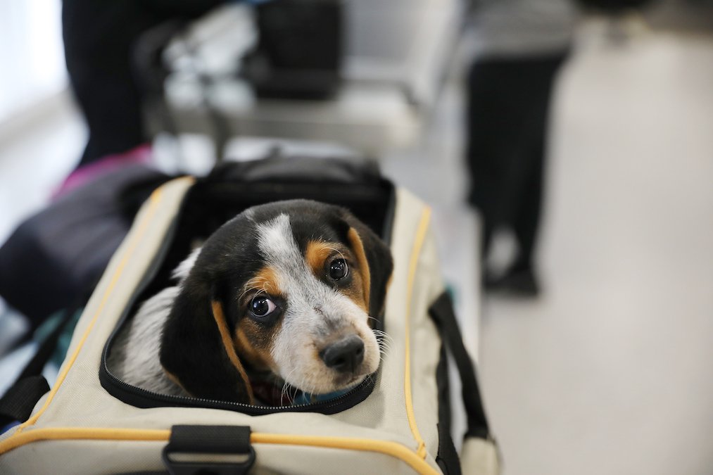 DFW Airport on Twitter "🐕 If your pup needs to do their duties, rest