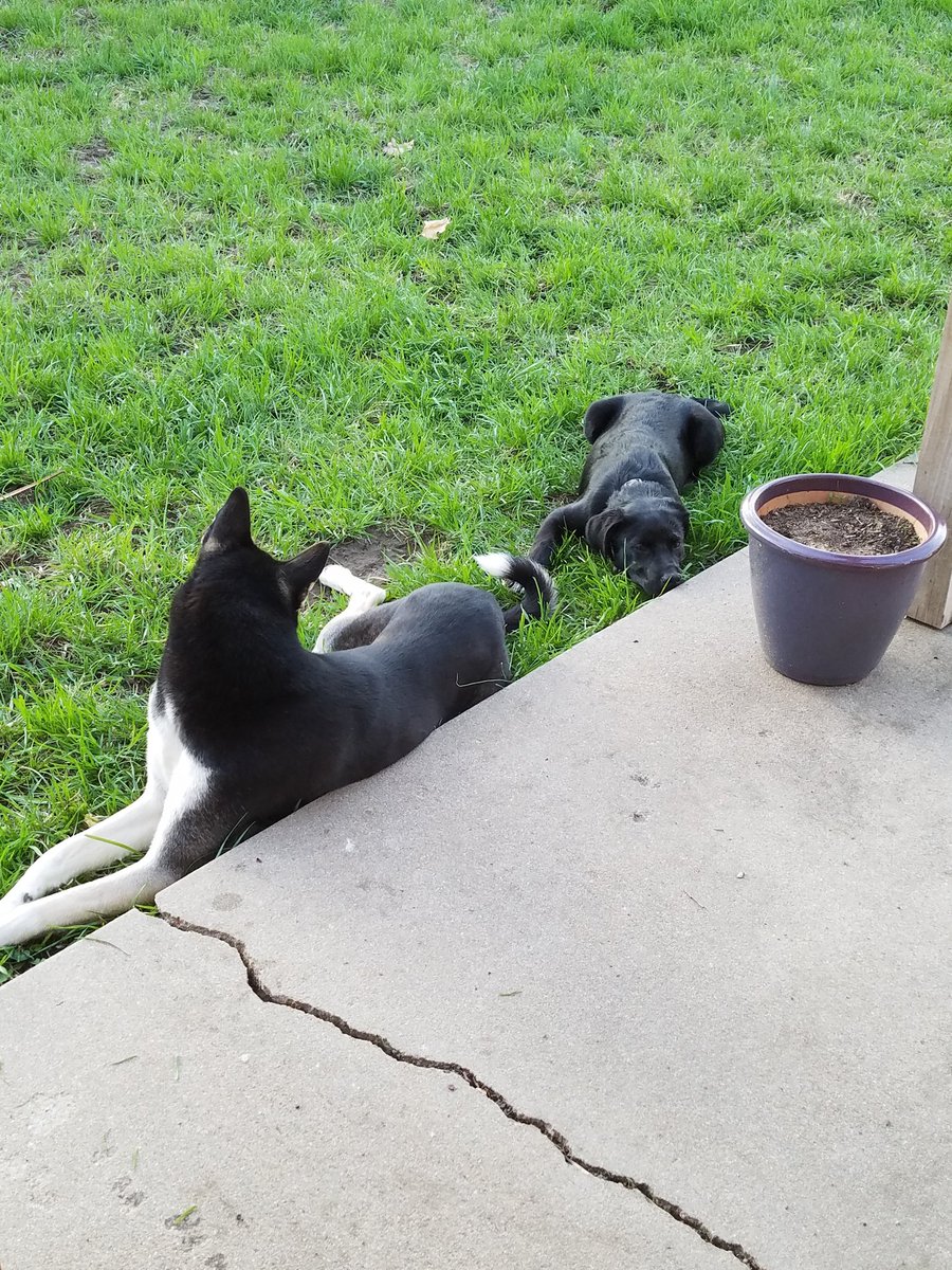 riverthepuppy's tweet photo. There's a new puppy friend in the neighborhood. https://t.co/DaBDQrVa7L
