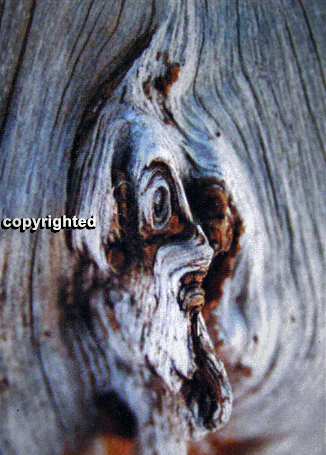 mocost's tweet photo. Photos of pareidolia in trees by @senackron
https://t.co/O43CpuLxZS https://t.co/aVZ1CWmhY4
