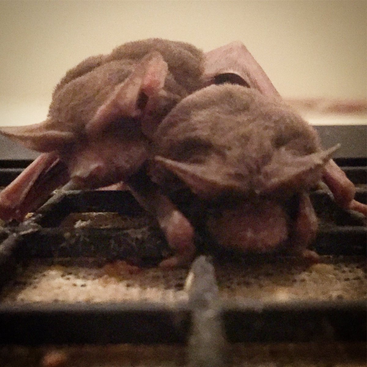 alyb_batgirl's tweet photo. Every day is #BatAppreciationDay in my life.
Apologies for the general dearth of bat fun on my account recently, been busy with ultimate & gearing up for Belize fieldwork #batathon https://t.co/2u3gNPiK9i