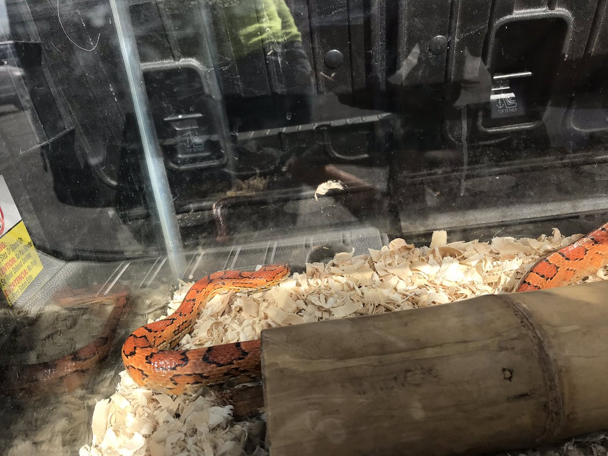 Say hi to our new corn snake, Jezebel!