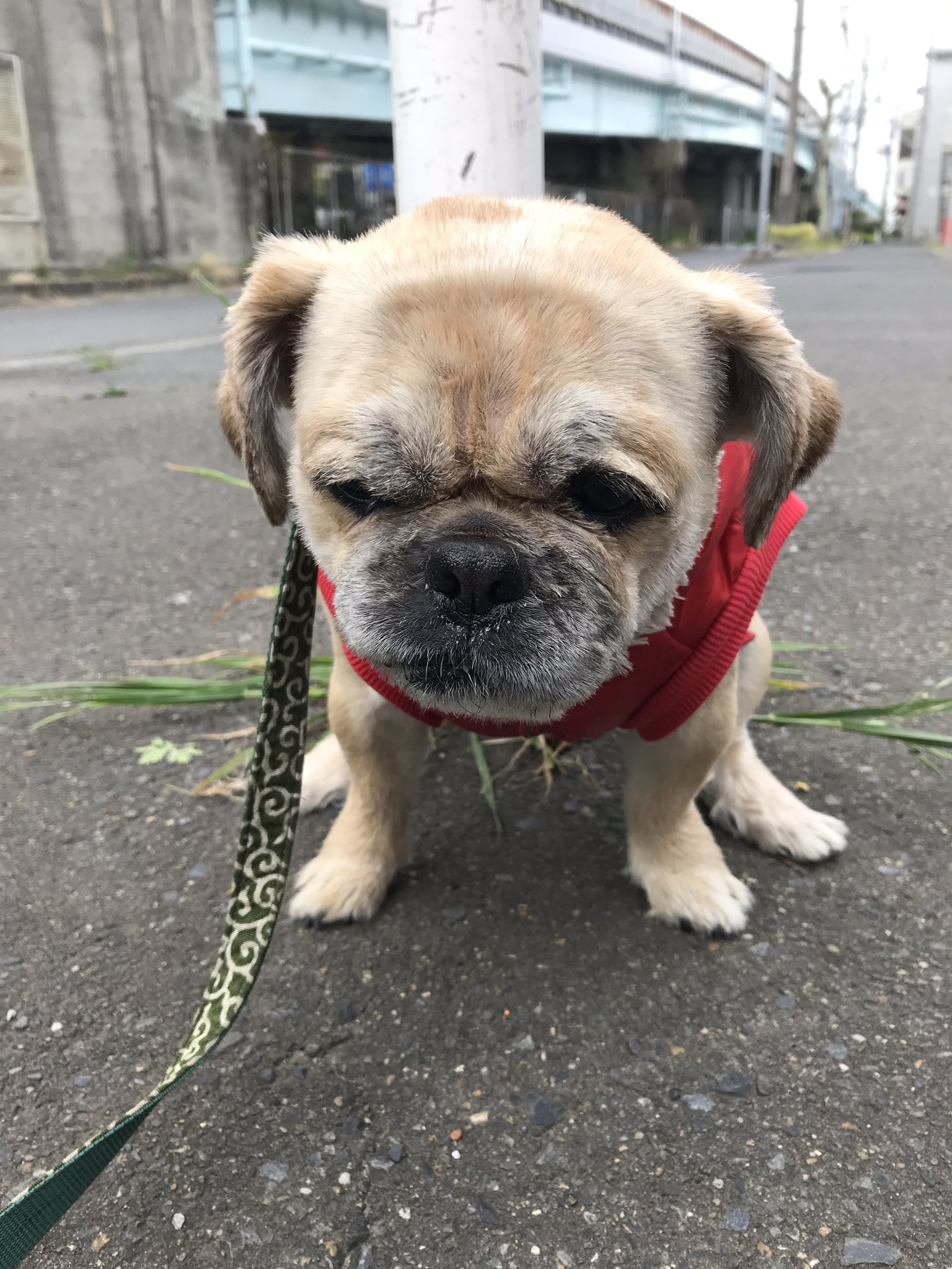 Bibian 比比昂- BEAMS JAPAN いきむイヌいきむ犬柴犬犬Dog