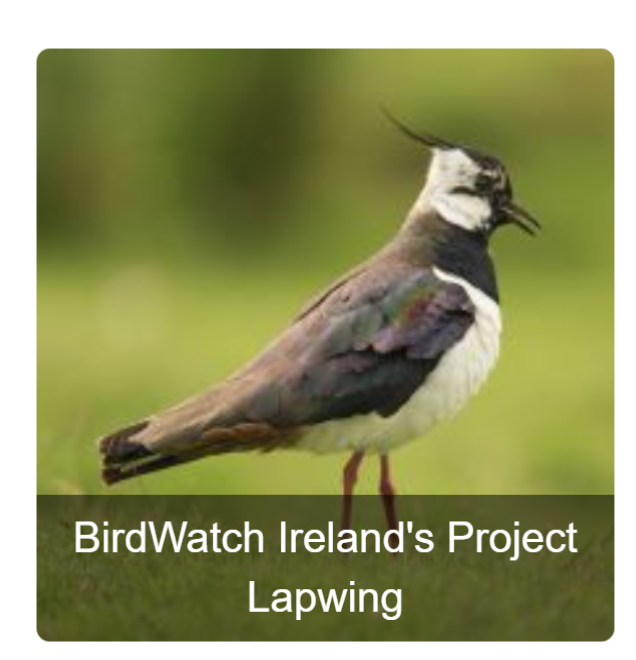BioDataCentre's tweet photo. Pleased to support @BirdWatchIE with the record submission for #ProjectLapwing . Really important to have good information on where lapwing breed so if you have time this spring any help world be appreciated @LapwingSurvey @RickyWhelan https://t.co/xDZxTxlCOZ https://t.co/ZSMdcn9b8K