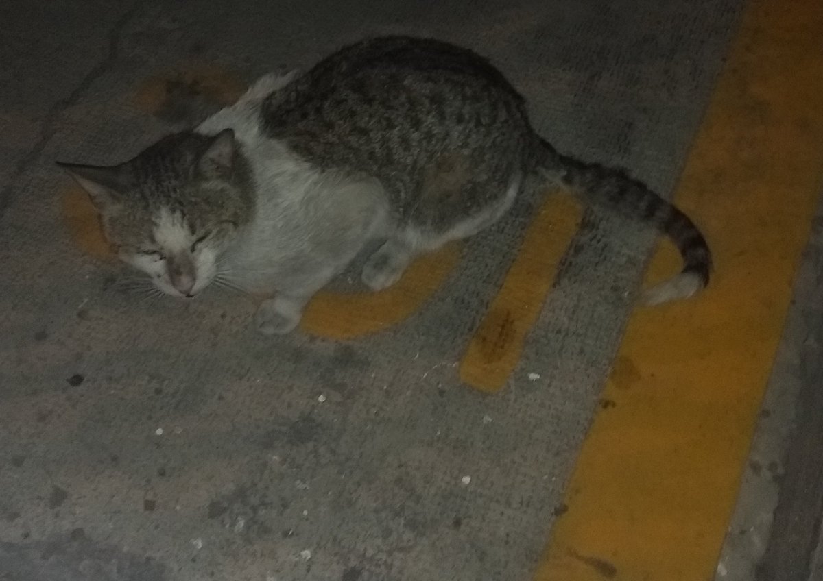 PatitasCnAmor's tweet photo. Hoy 17/04/19 vi este #Gato #perdido se ve que es de casa, lo intente resguardar pero no se dejó, es macho sin castrar. Lo Vi sobre parroquia esquina López cotilla, col del valle, CDMX. @En_laDelValle @MascotaCoyoacan @MascotasSismo @SuperPawMx @yaz_animalista @OhmycatMX https://t.co/3xZcZewXfa