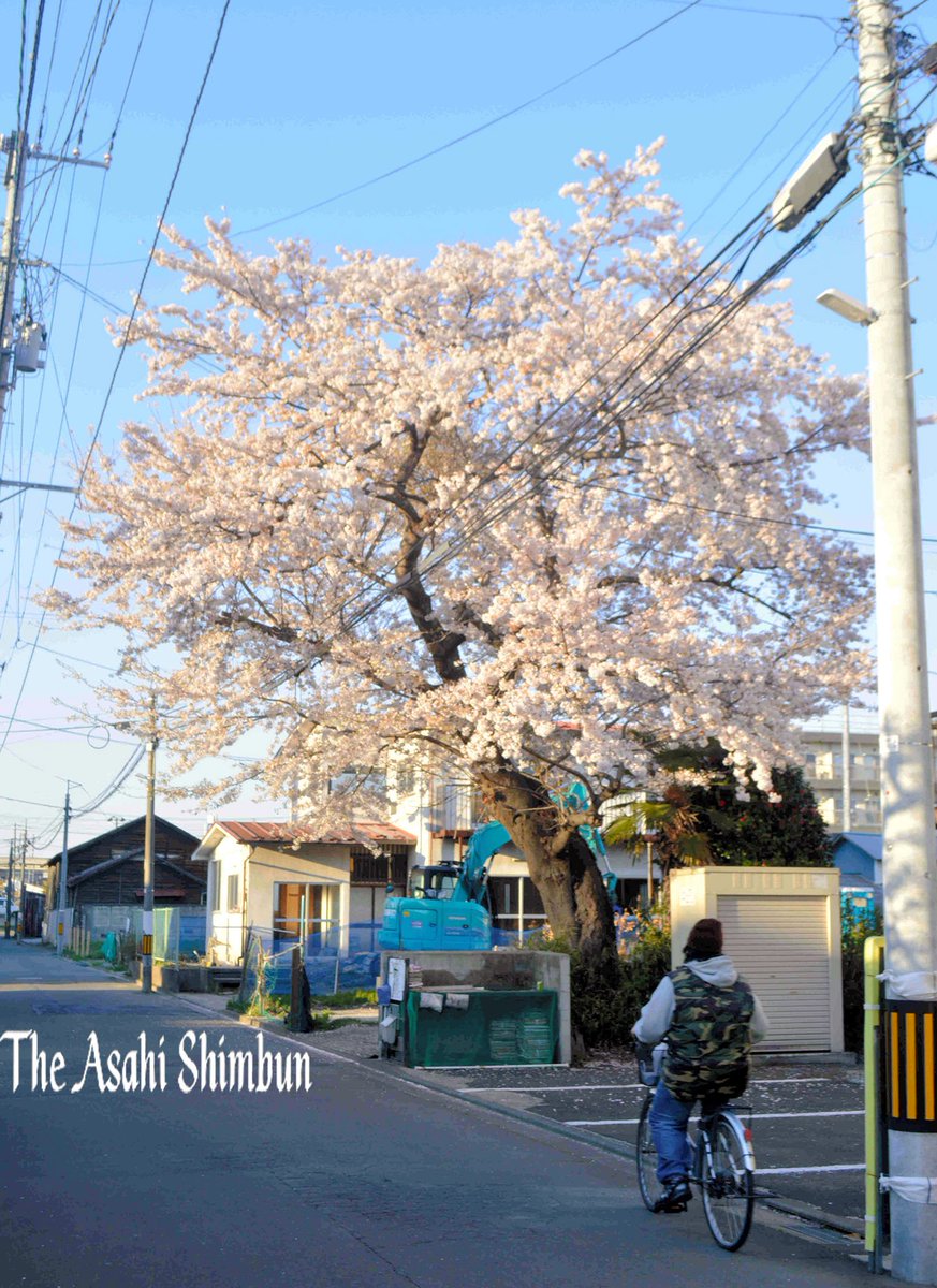朝日新闻中文网 简 على تويتر 70年来谢谢了 住宅区内的染井吉野樱花最后的春天 在 宫城县仙台市若林区舟丁的住宅区内 高大的 朝日新闻中文网 简 على تويتر 70年来谢谢了 住宅区内的染井吉野樱花最后的春天 在 宫城县仙台市若林区舟丁的住宅区内 高大的