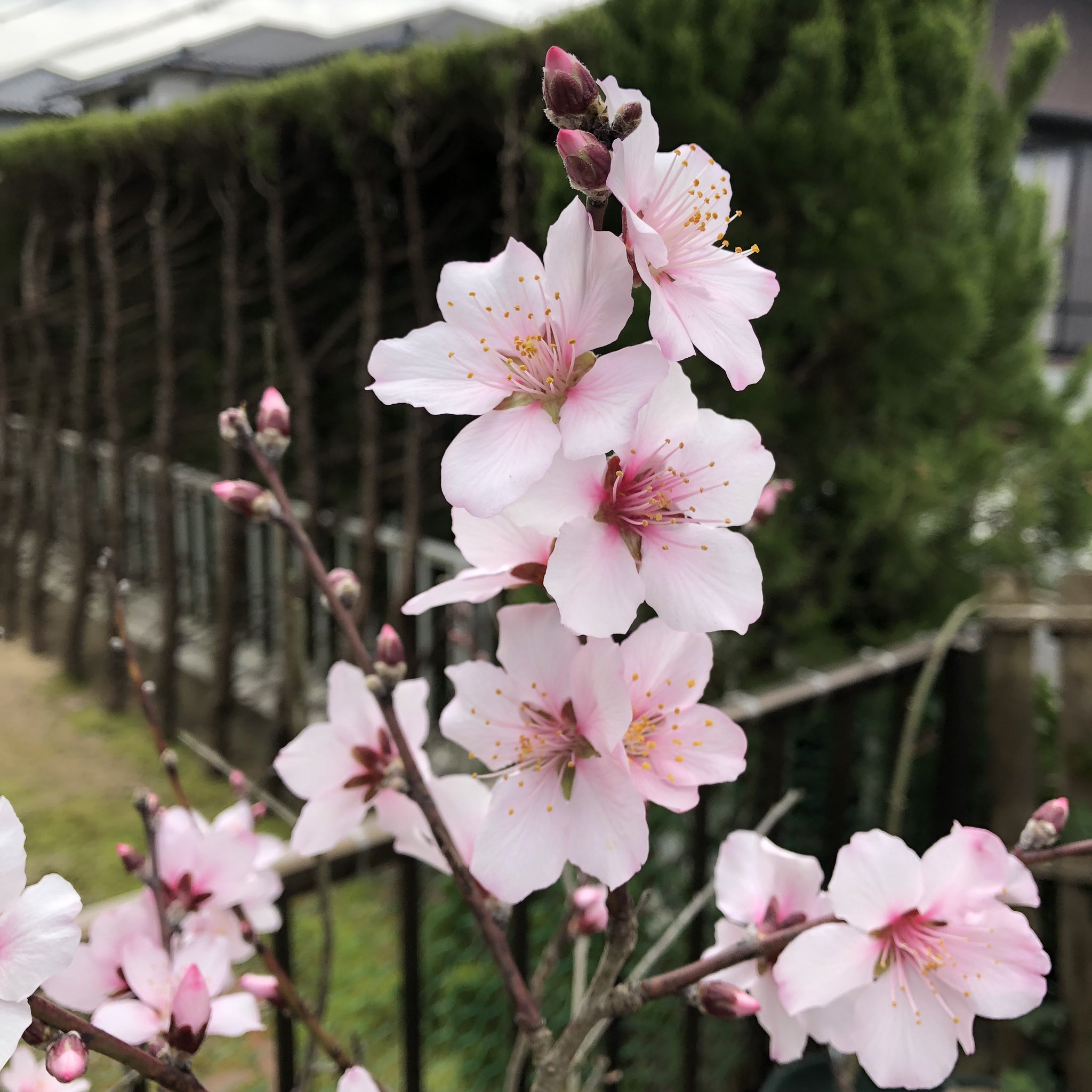 はるる 果物の花シリーズ ピンクがアーモンドの花 白がすももの花 白 ピンクが姫りんごの花 みんな可愛い T Co 5wf0s7vg7p Twitter