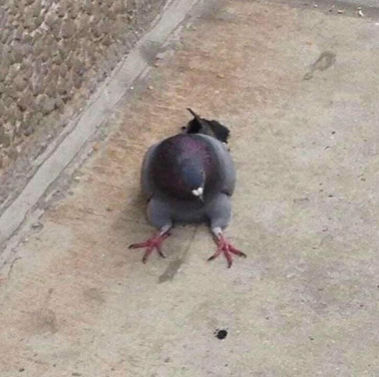 oryeanne's tweet image. anyways so i’m googling photos of pigeons and this link said “pigeons sitting down.” obviously i clicked it.