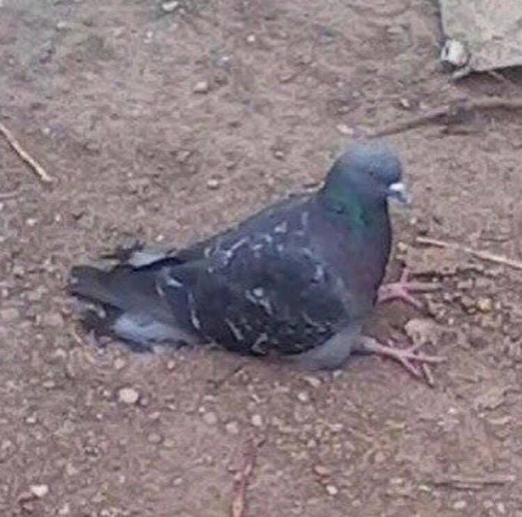 oryeanne's tweet image. anyways so i’m googling photos of pigeons and this link said “pigeons sitting down.” obviously i clicked it.