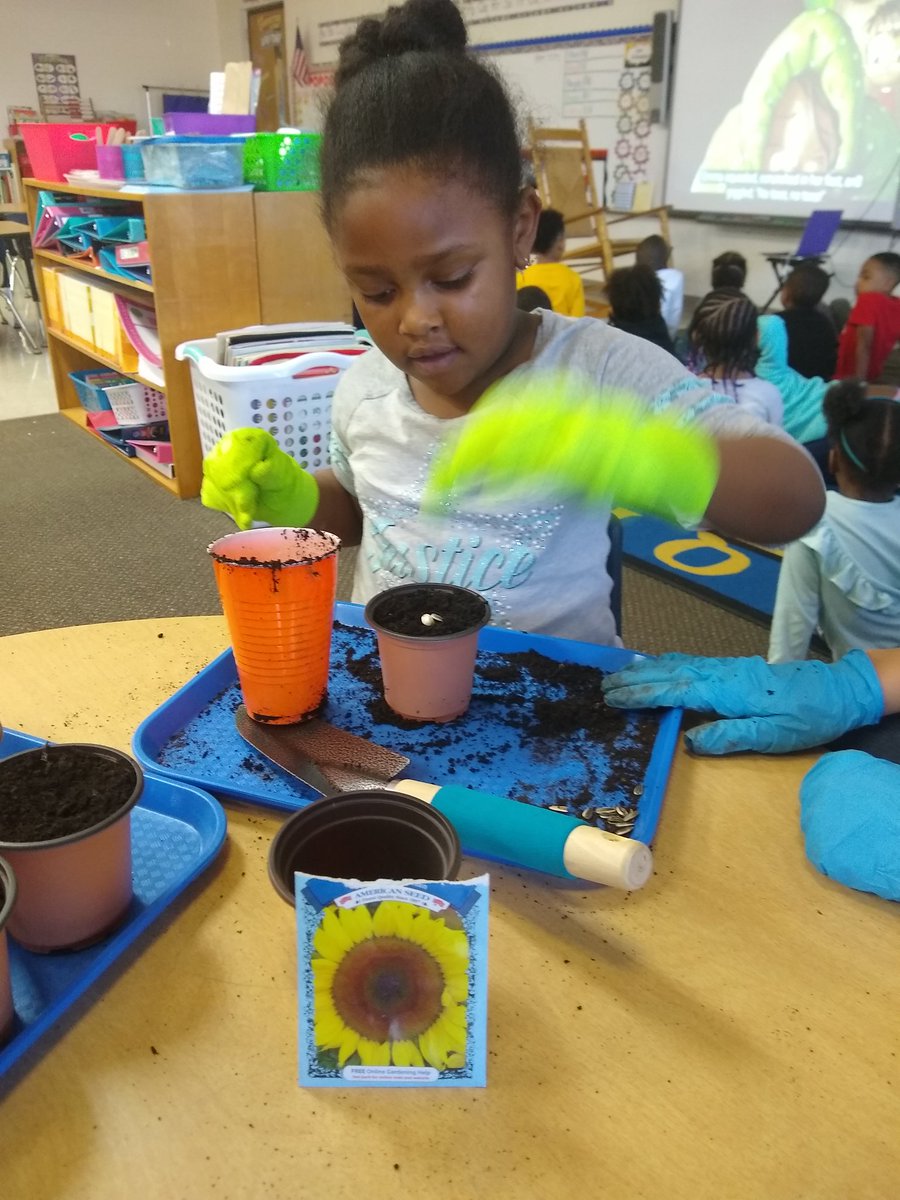 FHTeacher's tweet photo. Planting our own flowers! @FlossmoorHills #tinyseed #jacksgarden #plantpatterns https://t.co/tuYSiyqQtU