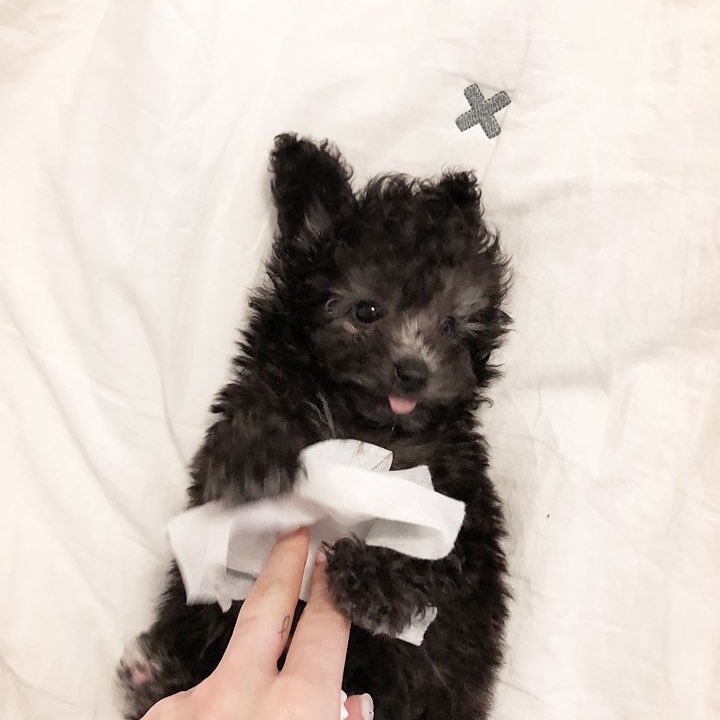catsba1990's tweet photo. @allkpop Zero is more than a dog. He saved Taeyeon during a dark time in her life. #ThankYouZero! https://t.co/8X5vLHTId3