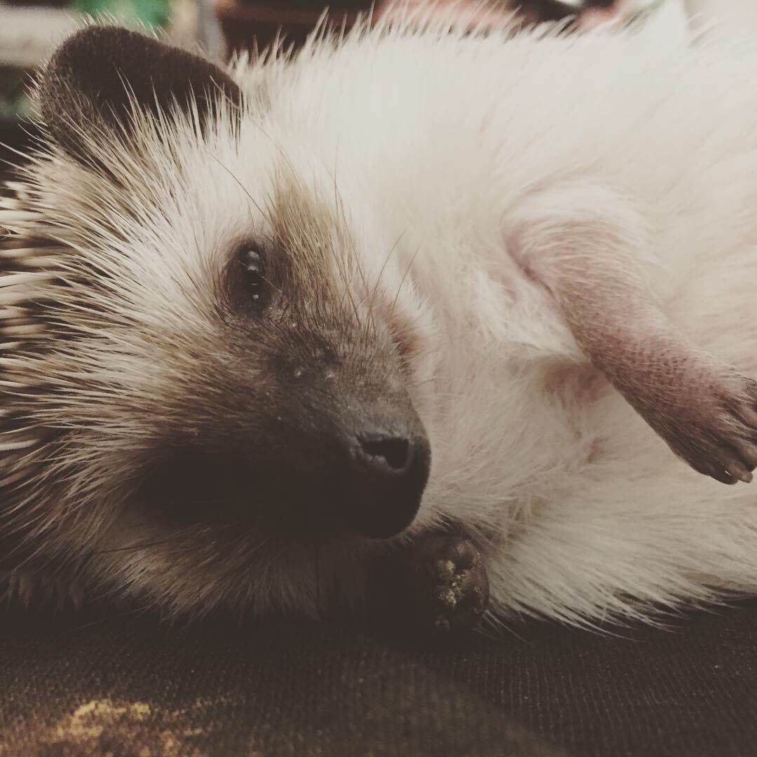 WaywardIssa's tweet photo. @arielwinter1 My baby, Barnaby! He’s so sweet! https://t.co/BTxPlcSyaQ