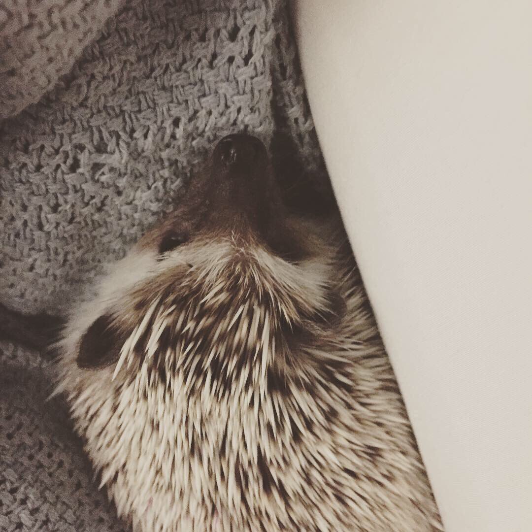WaywardIssa's tweet photo. @arielwinter1 My baby, Barnaby! He’s so sweet! https://t.co/BTxPlcSyaQ