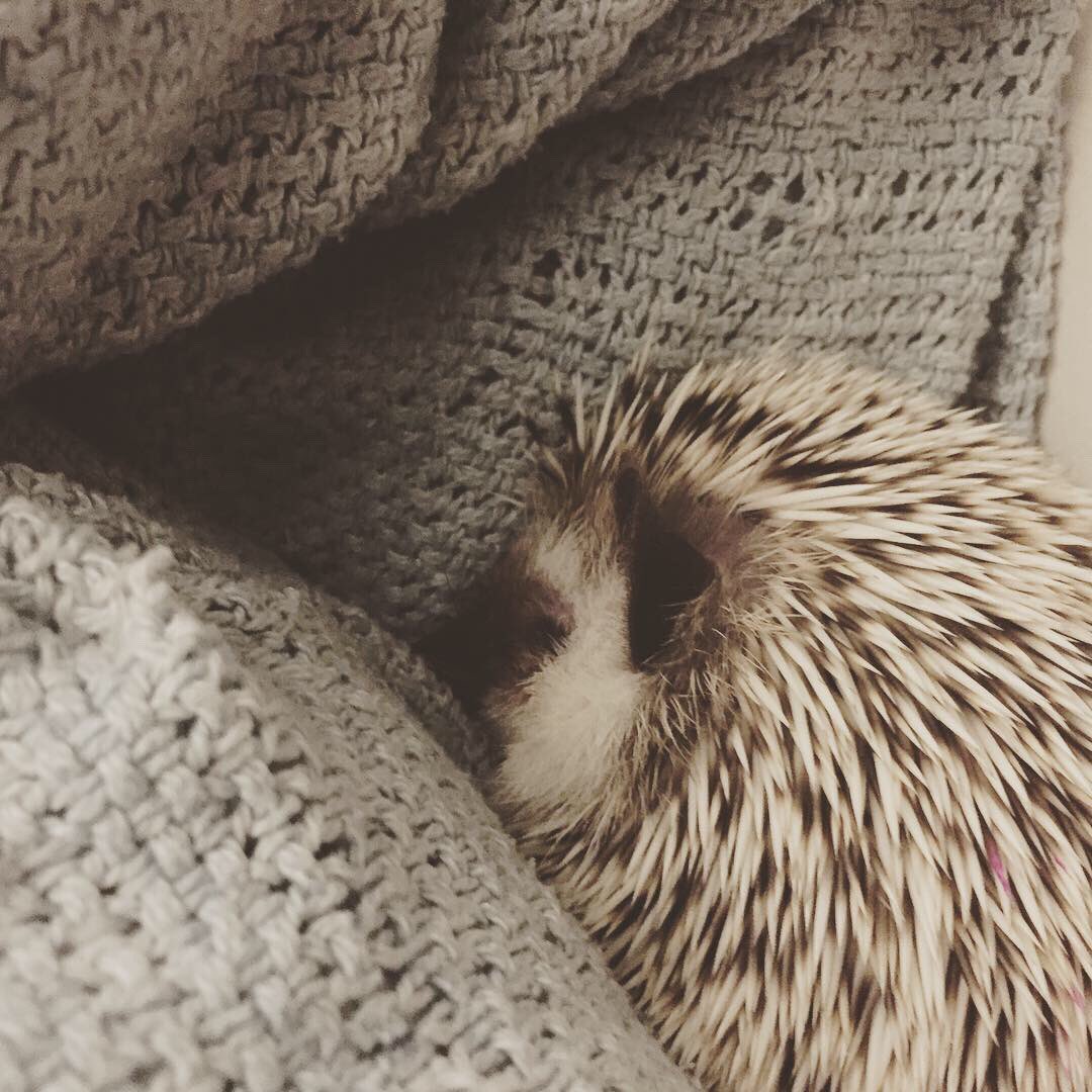 WaywardIssa's tweet photo. @arielwinter1 My baby, Barnaby! He’s so sweet! https://t.co/BTxPlcSyaQ